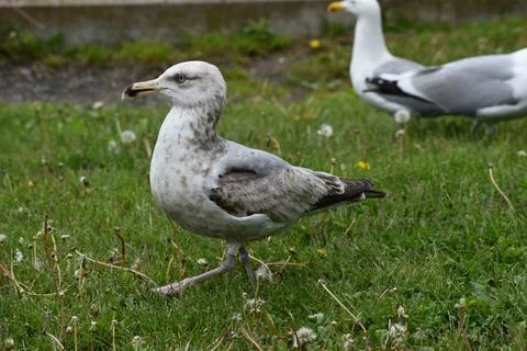 Close Up of a Seagull in Cape Cod Stock Photos