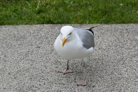 Close Up of a Seagull in Cape Cod Stock Photos
