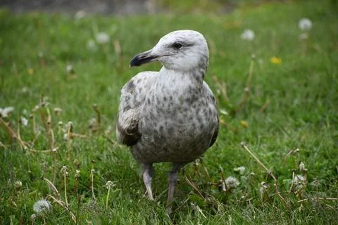 Close Up of a Seagull in Cape Cod Stock Photos