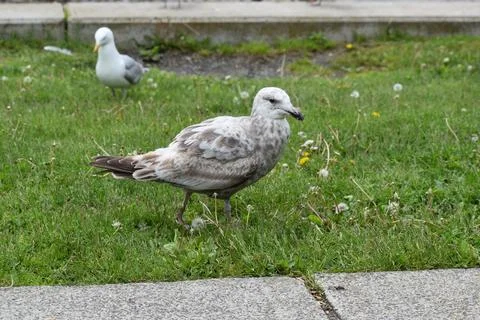 Close Up of a Seagull in Cape Cod Stock Photos