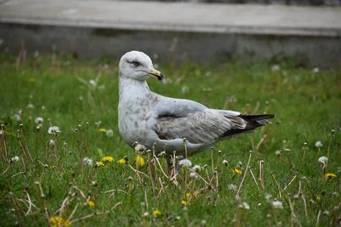 Close Up of a Seagull in Cape Cod Stock Photos