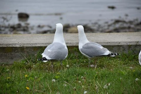 Close Up of a Seagull in Cape Cod Stock Photos