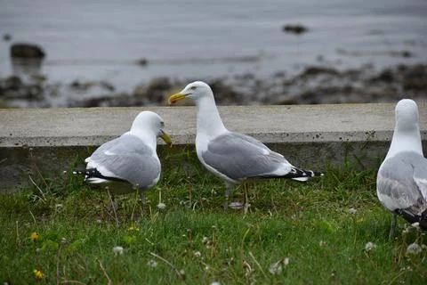 Close Up of a Seagull in Cape Cod Stock Photos