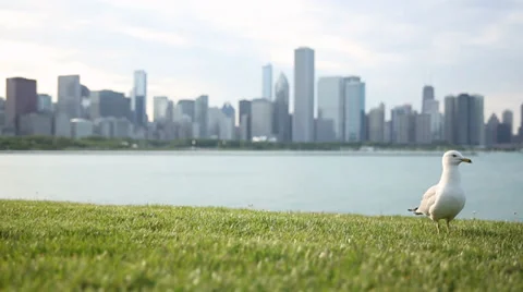 Close up Seagull in Chicago Stock Footage 30965884