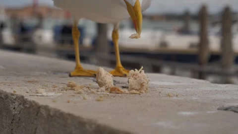 Close Up Seagull Eating Bread Crumbs on Stone Wall Stock Footage 341437402
