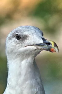 A close seagull face Stock Photos