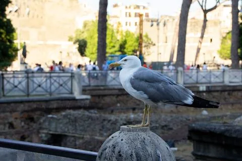 A close-up of a seagull facing to the left. Copy space Stock Photos