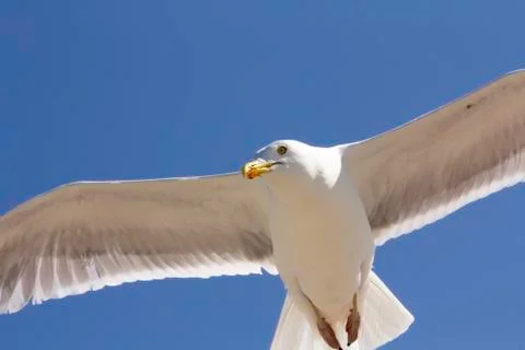 Close up seagull in flight Stock Photos