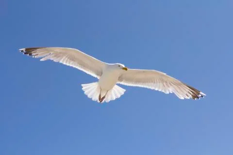 Close up seagull in flight Foto stock