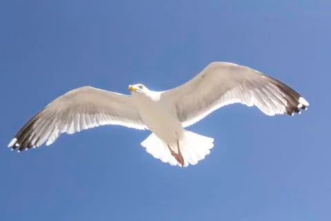 Close up seagull in flight Foto stock