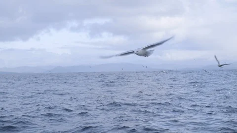 Close up of seagull flying above ocean in slow motion against cloudy sky Video stock 138892306