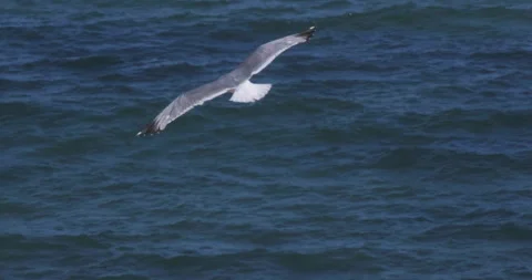 Close-up of a seagull flying against the background of the sea 스톡 동영상 247358524