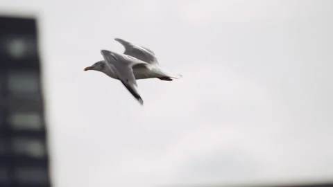 Close-up of Seagull Flying Over Sea Against Buildings of the City Port Video stock 211345962