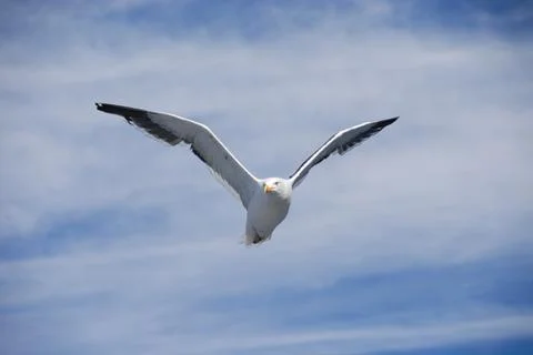 Close-up seagull flying Stock Photos