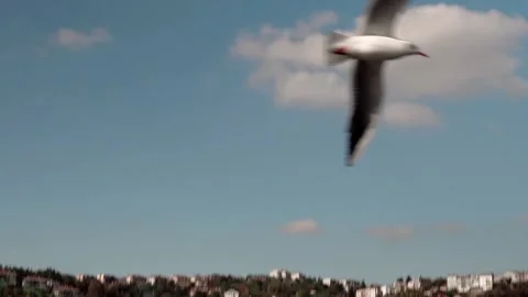 A close-up of a seagull flying in the sky over Istanbul, Turkey Video stock 281642335