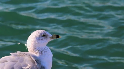 Close-Up of a Seagull Stock Footage 36134999