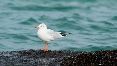 Close up of seagull Stock Footage 119058517