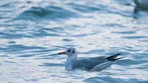 Close up of seagull Stock Footage 119058699