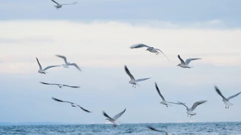 Close up of seagull Stock Footage 119059145