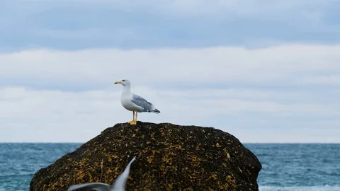 Close up of seagull Stock Footage 119059415
