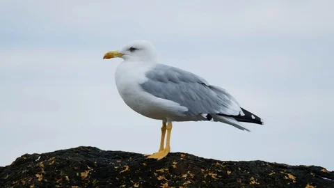 Close up of seagull Stock Footage 119059529