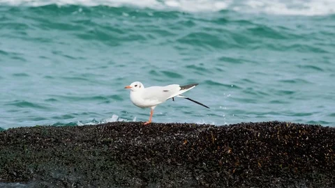 Close up of seagull Stock Footage 119059567