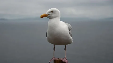 Close up of Seagull Stock Footage 157935903