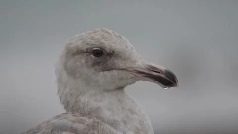Close up of a seagull head against the ocean Stock Footage 333589631