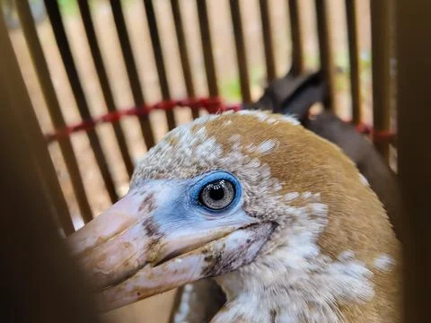Close up of seagull head Stock Photos