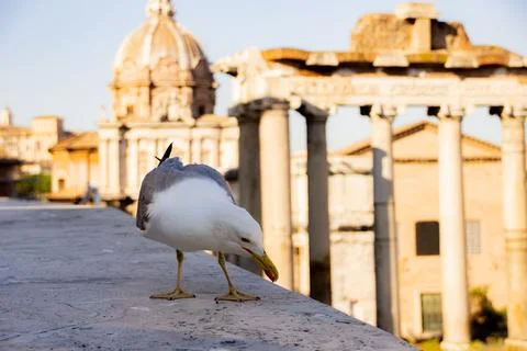 A close-up of a seagull leaning toward the floor. Palatine Hill on the back.. Stock Photos
