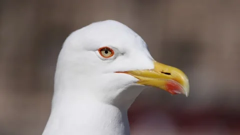Close-up of a seagull looking around Video stock 234809045