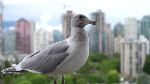 Close up Seagull looking around - Seagull in front of Vancouver Skyline Stock Footage 196388052