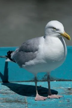 A Close Up Of A Seagull Looking Away From The Camera Stock Photos