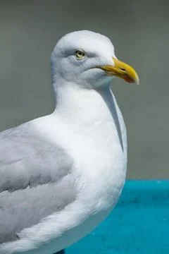 A Close Up Of A Seagull Looking Away From The Camera Stock Photos