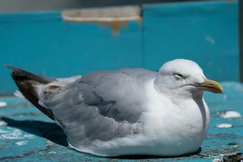A Close Up Of A Seagull Looking Away From The Camera Stock Photos