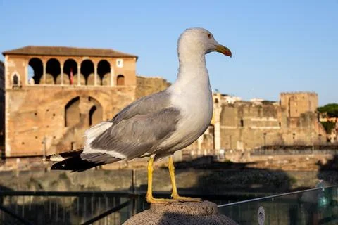A close-up of a seagull, looking to the back, next to Trajan's Market. Stock Photos