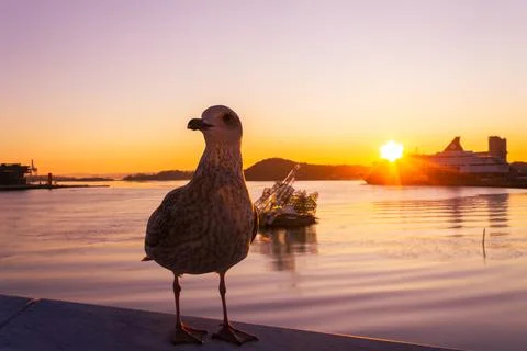 Close up of seagull looking at camera Stock Photos