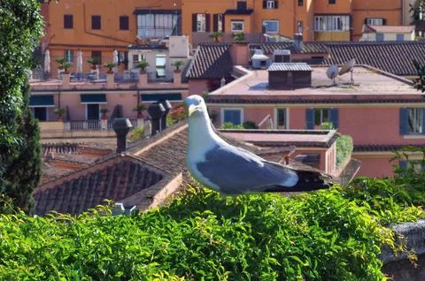 A close seagull looking at camera Stock Photos