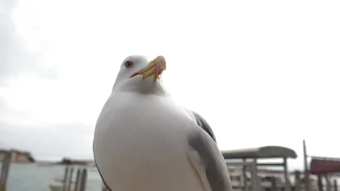 Close Up Of Seagull Looking Down At Camera In Venice Stock Footage 341437179