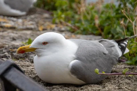 Close up of a seagull lying down Stock Photos