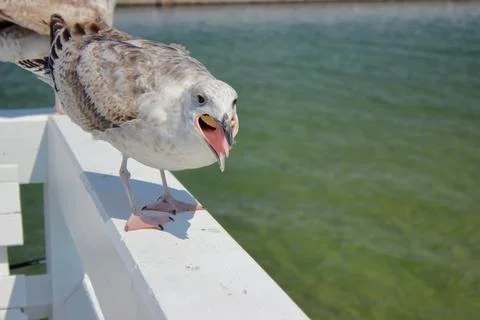 Close-up of seagull with open beak on white railing in Sopot Stock Photos