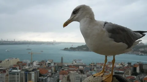 Close-up seagull with panoramic view on city 库存影片 95882347