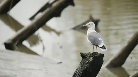 Close up of seagull perched on an old post, then flies away. 4K locked tripod Stock Footage 164100598