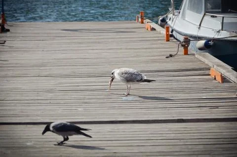 Close up of seagull Stock Photos