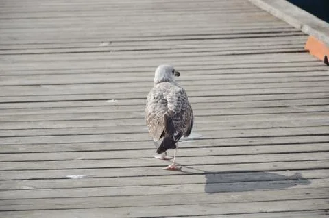 Close up of seagull Stock Photos