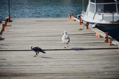 Close up of seagull Foto stock