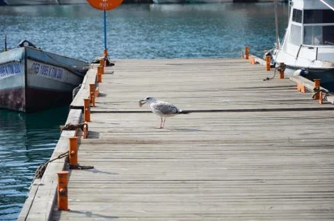Close up of seagull Stock Photos