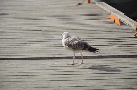 Close up of seagull Stock Photos