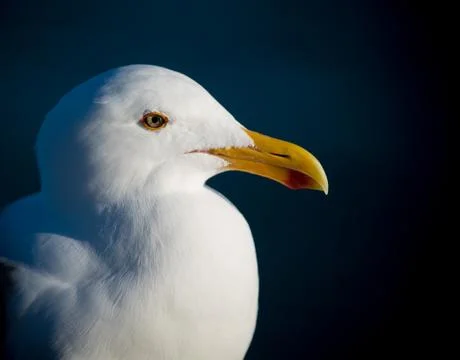 Close-up of Seagull Stock Photos