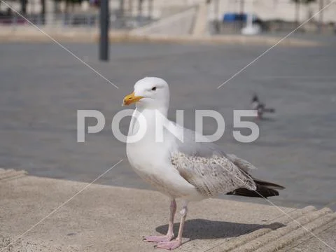 Close up of seagull Stock Photos